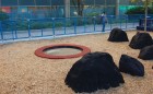 Toronto natural playground