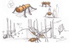 sketch playground concept ants anthill picnic post ropes sculpture wood