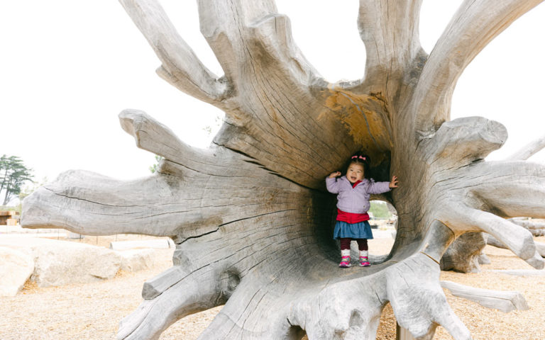 Presidio Tunnel Tops San Francisco Fallen Tree carved wood