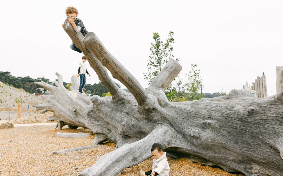 Presidio playground nature outpost fallen tree 250 year old oak