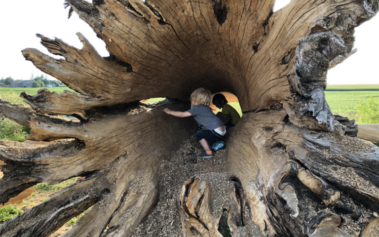 Children playing inside Fallen Tree while it is being processed