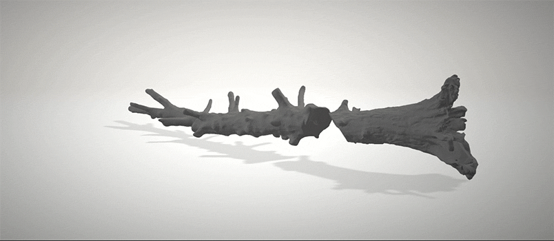 3D Scan of Fallen Tree for Presidio Tunnel Tops Outpost